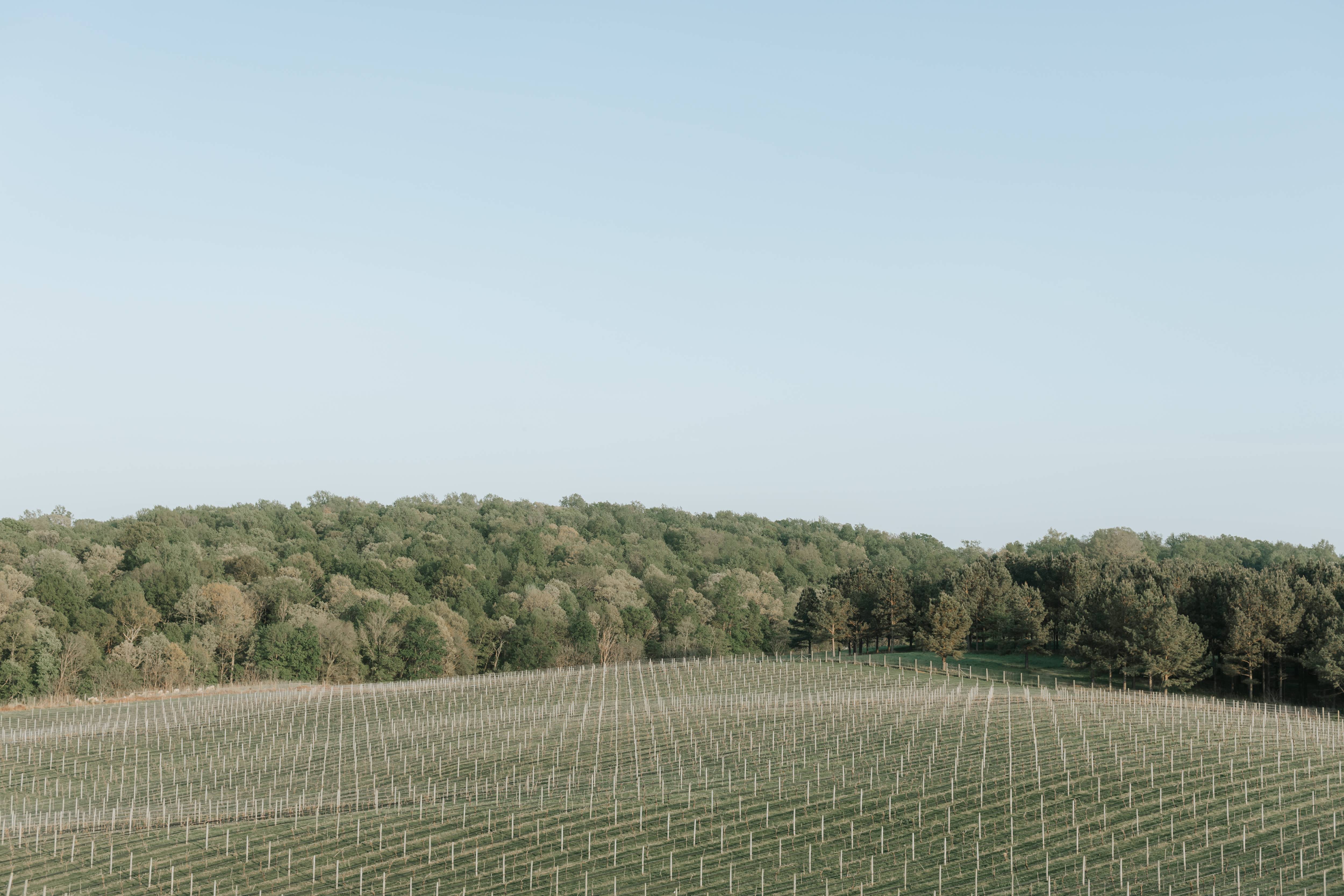 Elegant Vineyard Romance at Blue Valley Vineyard & Winery